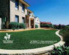 Sir Walter Turf