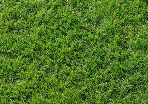 grass-couch01