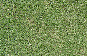 grass_greenlees02