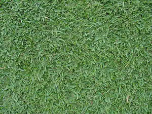 grass_shademaster01