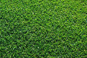 Sir Walter Turf