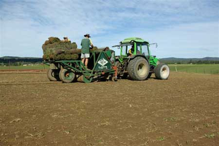 turf-planting