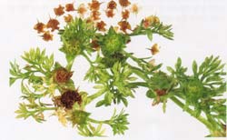 Bindii_Weed.jpg