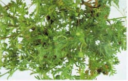 Bindii_Weed_Carrot_flower.jpg