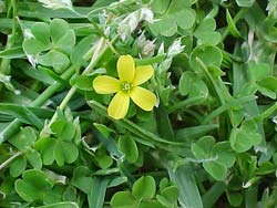 Creeping_Oxalis.jpg
