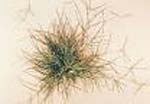 Crowsfoot_Grass.jpg