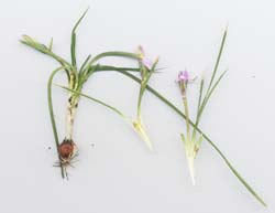 Onion_Grass.jpg