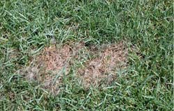 Pythium_Blight.jpg