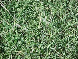 Summer_Grass.jpg