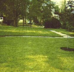 Tall_Fescue.jpg