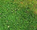 White_Clover__Trifolium_Rep.jpg