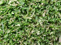 Winter_Grass__Poa_Annua_.jpg