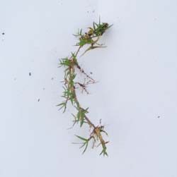 Winter_Green_Single_Leaf.jpg