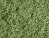 common_couch_grass_img