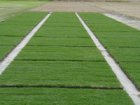 lokturf_05