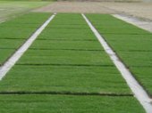 lokturf_05