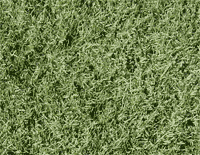 common_couch_grass_img