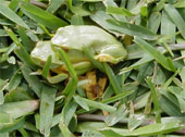 company_policies_frogs