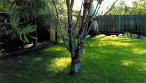 lawn-tree-in-yard.jpg