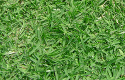 aussie_green_grass_img.jpg