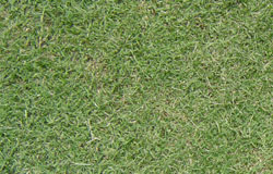 greenleas_park_grass_img.jpg