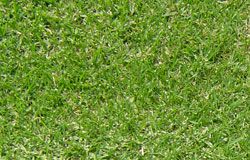 kikuyu_grass_img.jpg
