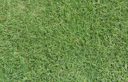 santa_anna_grass_img.jpg