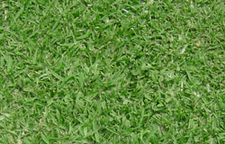 shade_master_grass_img.jpg