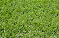 sirwalter_grass_img.jpg