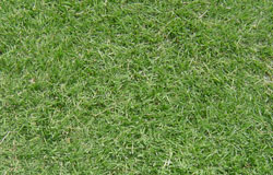 winter_green_grass_img.jpg